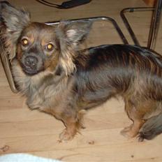 Blanding af racer tinni