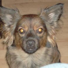 Blanding af racer tinni