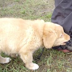 Nova scotia duck tolling retriever Beautyfull Mischa