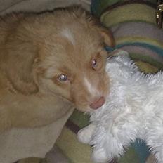 Nova scotia duck tolling retriever Beautyfull Mischa