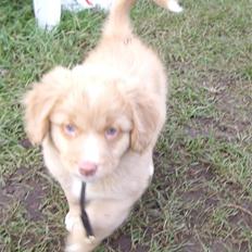 Nova scotia duck tolling retriever  Beautyfull Mischa