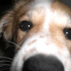 Blanding af racer Fia