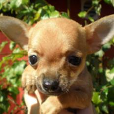 Chihuahua Benji Yoyo