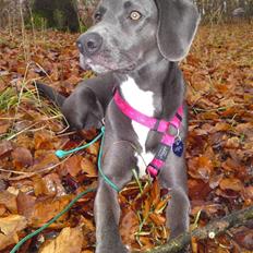 Blanding af racer Lukka