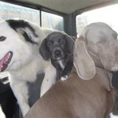 Blanding af racer Lukka