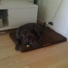 Blanding af racer Lukka