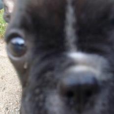 Fransk bulldog Gizmo