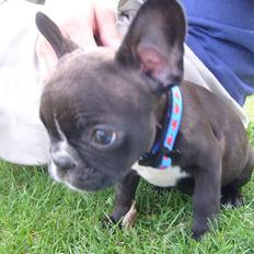 Fransk bulldog Gizmo