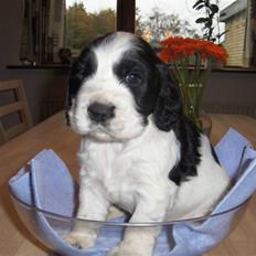 Cocker spaniel Vængets Balou
