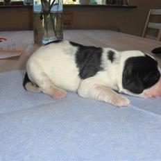 Cocker spaniel Vængets Balou