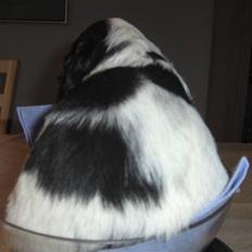 Cocker spaniel Vængets Balou