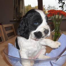 Cocker spaniel Vængets Scott (solgt)