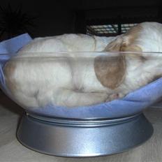 Cocker spaniel Vængets Santos (solgt)