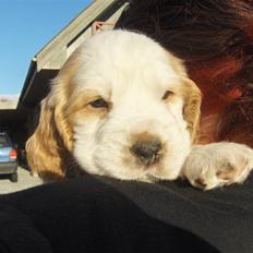 Cocker spaniel Vængets Santos (solgt)