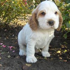Cocker spaniel Vængets Santos (solgt)
