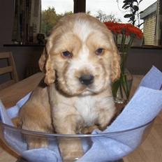 Cocker spaniel Vængets Mille