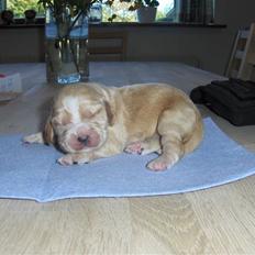 Cocker spaniel Vængets Mille