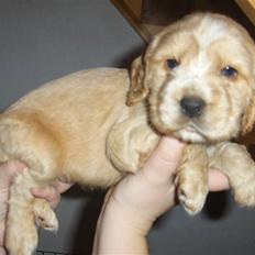 Cocker spaniel Vængets Mille