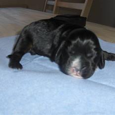 Cocker spaniel Vængets Lupus