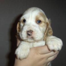 Cocker spaniel Vængets Luna