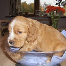 Cocker spaniel Vængets Oscar (solgt)