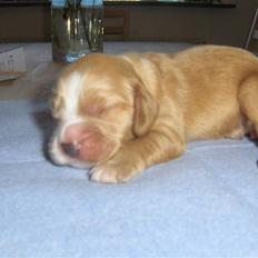 Cocker spaniel Vængets Oscar (solgt)