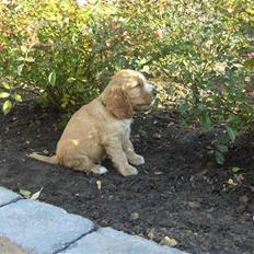 Cocker spaniel Vængets Oscar (solgt)