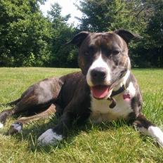 Amerikansk staffordshire terrier prinsesse epo