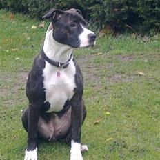 Amerikansk staffordshire terrier prinsesse epo