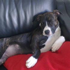 Amerikansk staffordshire terrier prinsesse epo