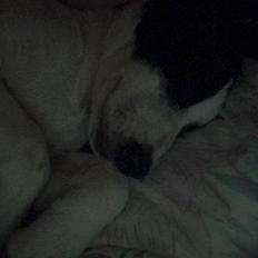 Blanding af racer Speedy