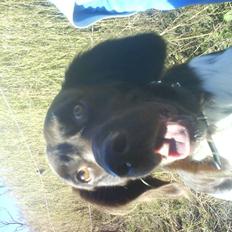 Kleiner münsterländer Sifo