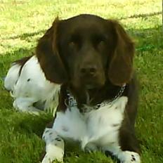 Kleiner münsterländer Sifo