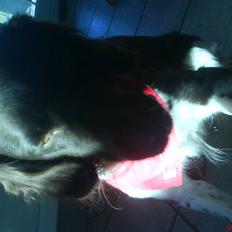 Kleiner münsterländer Sifo