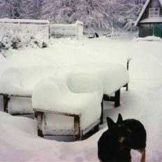 Schæferhund Kiki <3 <3 R.I.P.