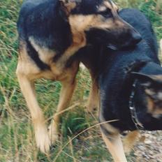 Schæferhund Kiki <3 <3 R.I.P.