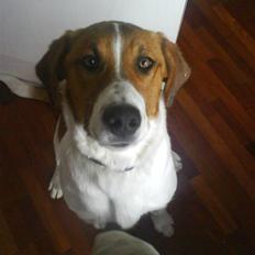 Blanding af racer Balder<3