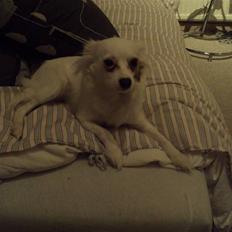 Blanding af racer Laura