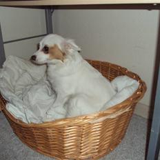 Blanding af racer Laura