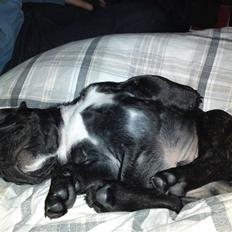 Fransk bulldog Elvis