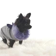 Chihuahua Aya *solgt*