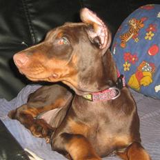 Dobermann enigma