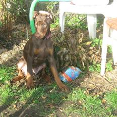 Dobermann enigma