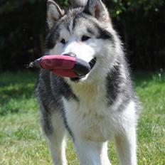 Alaskan malamute Cisco (R.I.P.)
