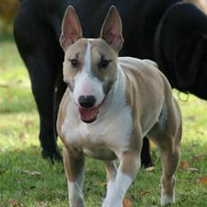 Bullterrier miniature Grace Vom-Emkental 