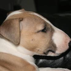 Bullterrier miniature Grace Vom-Emkental 