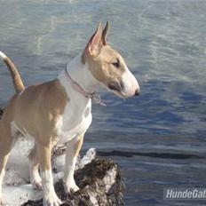 Bullterrier miniature Grace Vom-Emkental 