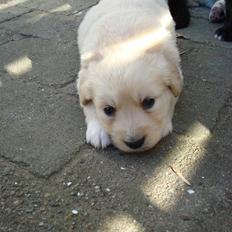 Blanding af racer Molly