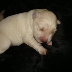 Blanding af racer Molly