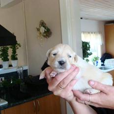 Blanding af racer Molly